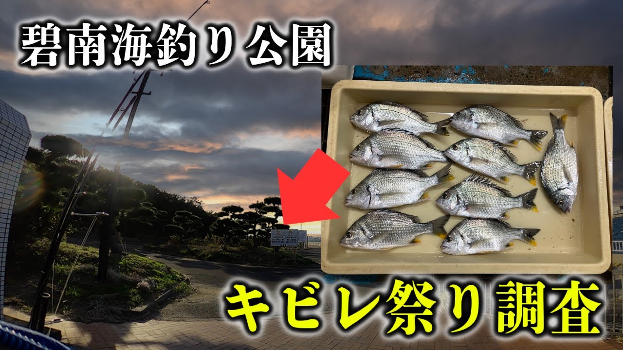 【速報‼︎】碧南海釣り公園でキビレ祭りが始まった？初期段階を調査してきた
