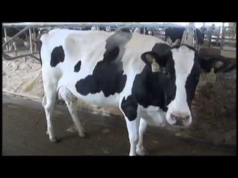 , title : 'Pour Enfants - Races de vaches laitières vidéo'