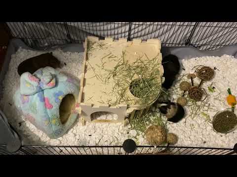 Reese’s vs Kit Kat