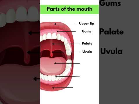 Parts of the Mouth #viral #fyp #learnenglish