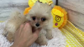 ハーフ犬の動画01