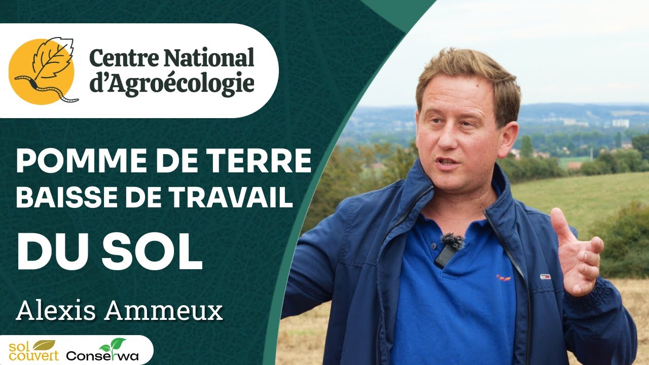 Pommes de terre, semis direct et couverts dans le Nord, Alexis Ammeux - Journée Séguy 2024 - CNA