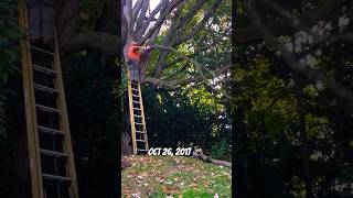 Cutting oak branch while up on ladder #firewood #cuttingfirewood #stihlchainsaw