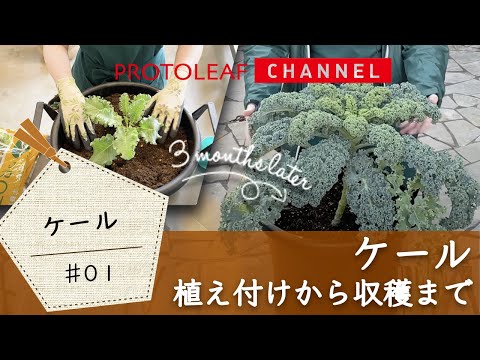 ケール 植物
