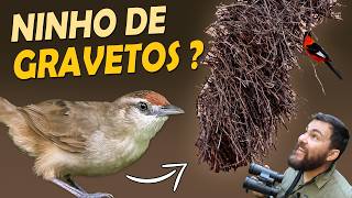 Miniatura do vídeo
