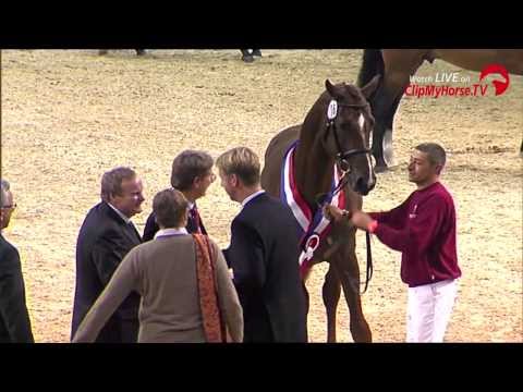 Siegerhengst Holsteiner Körung | Impressionen | 2013