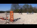 Karma du Pin - CSO - CCE - Hongre 6 ans