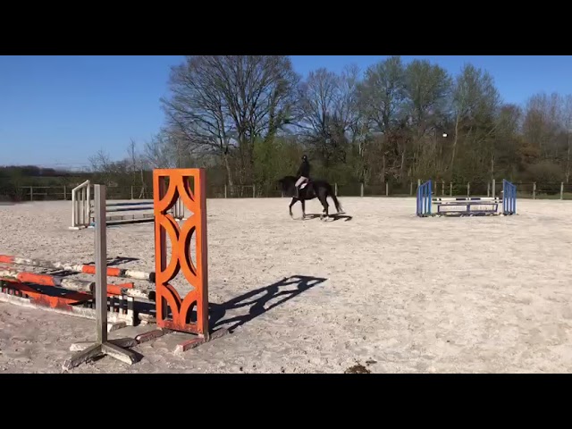 Karma du Pin - CSO - CCE - Hongre 6 ans 