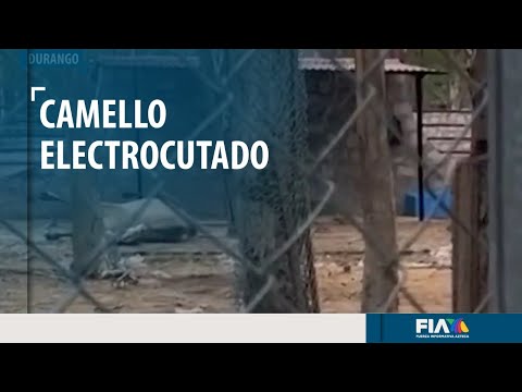 Camello se ELECTROCUTÓ por accidente en un zoológico de Durango