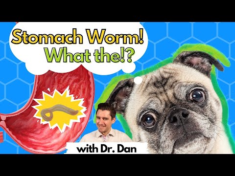犬のお腹の虫！ダン博士が説明します。