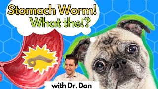 The Stomach Worm in Dogs!  Dr. Dan explains.