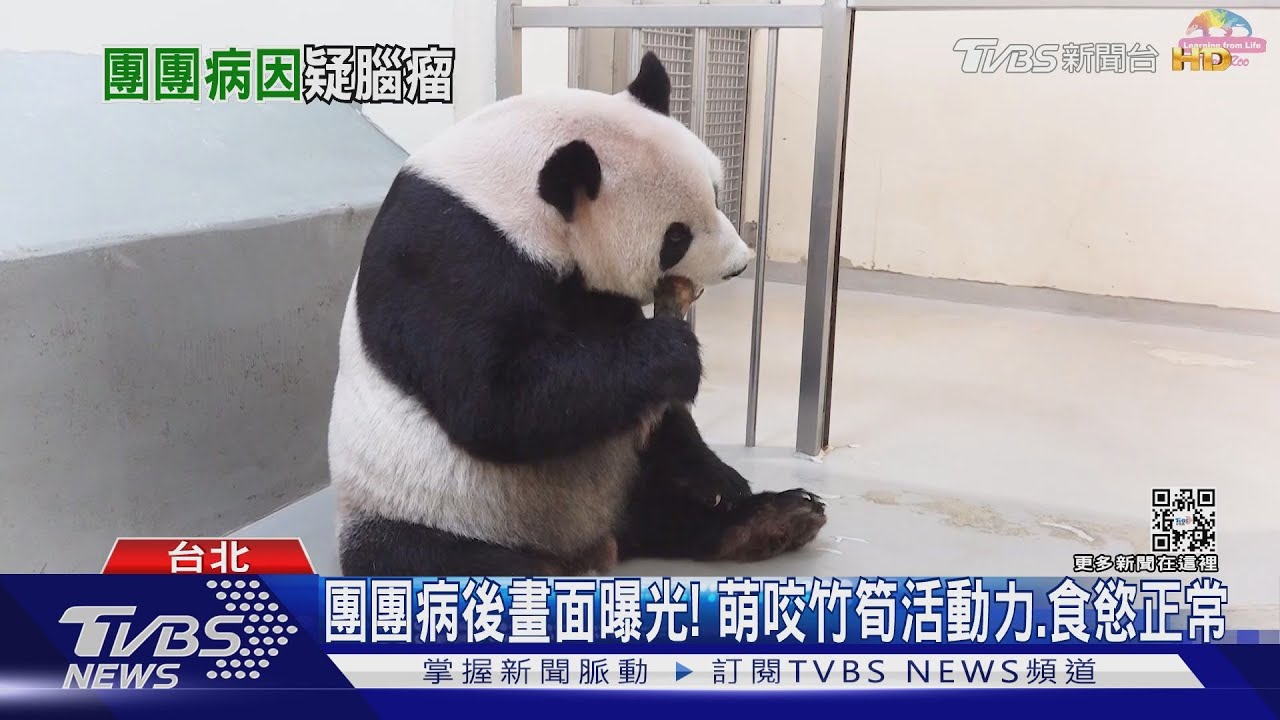 大貓熊「團團」癲癇病因出爐!恐腦瘤或炎症