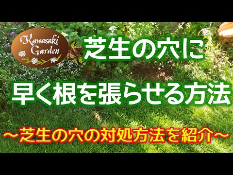 芝生に穴?これらが原因です トピックス
