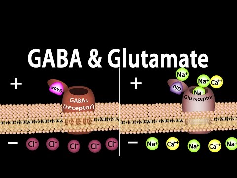 Neuroscience Basics: GABA and Glutamate, Animation