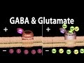 Neuroscience Basics: GABA and Glutamate, Animation