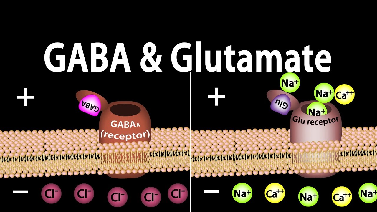 Neuroscience Basics: GABA and Glutamate, Animation