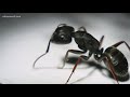 Pests And Creepy Crawlers Are More Active When The Temperature Rises Four 2 Five