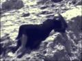 Kate Bush Wuthering Heights Extract Pina Magri