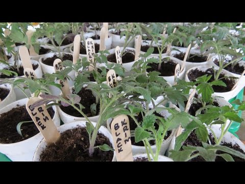 Seed Starting 2016