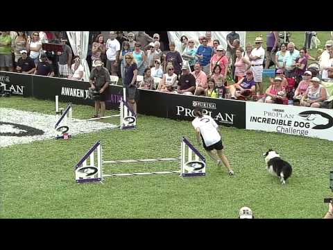 2013 IDC Eastern Regionals - Small Dog Agility