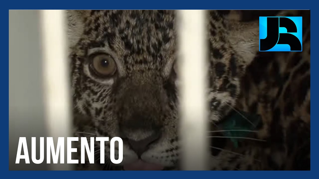 Casos de tráfico de animais silvestres crescem durante a pandemia no Brasil