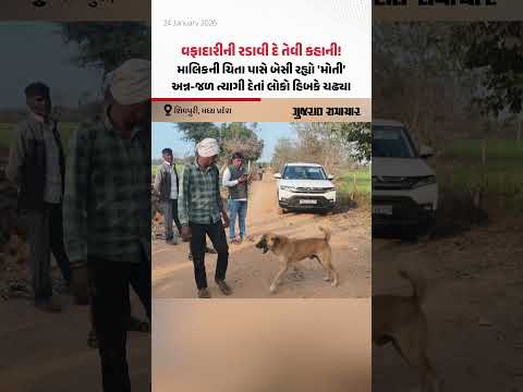 Shivpuri,મધ્ય પ્રદેશ: માલિકની ચિતા પાસે બેસી રહ્યો શ્વાન, અન્ન-જળ ત્યાગી દેતાં લોકો હિબકે ચઢ્યા