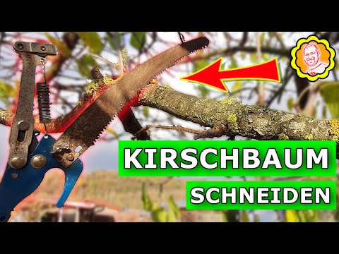 Kirschbaum schneiden im Herbst