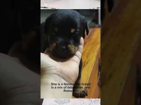 My favorite pet by Sergio Andrés from Puerto Boyacá