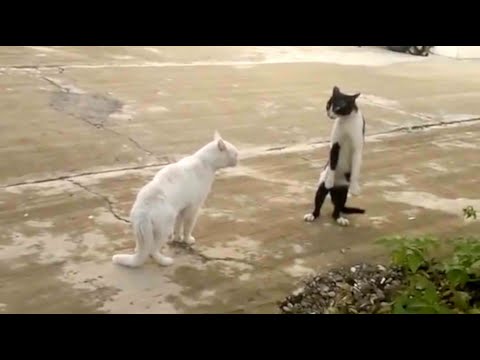 Cobra Cat - Original and Uncut