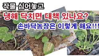 작물 심어놓고 냉해 닥치면 해결 대책있나요? 손바닥농장은 이렇게 해요!!! 참고하세요. 어쩌면 이러한 준비물…