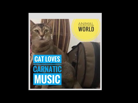 Cat loves Carnatic Music