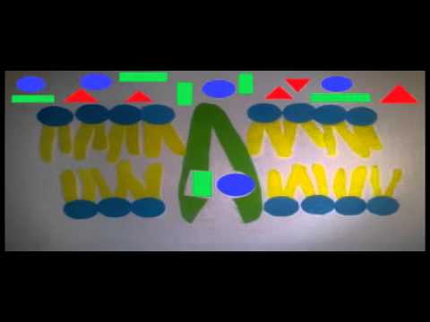 Der Stofftransport durch Biomembranen