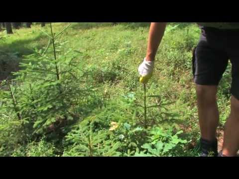 Wildverbiss Schutzmittel streichen - Witasek PflanzenSchutz