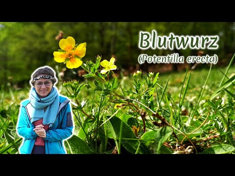 Blutwurz (Potentilla erecta) - Artenporträt: Merkmale | Ökologie | Wissenswertes