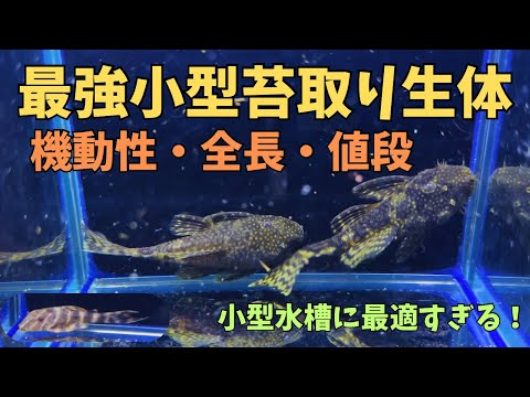 雄のアメカが華麗に輝く