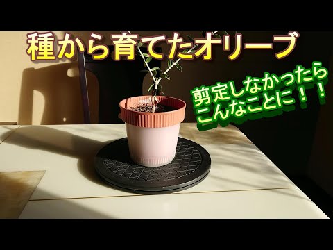 園芸 オリーブの木の種を蒔くにはどうすればいいですか?