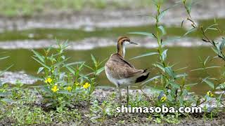 レンカク逗留中　オニアジサシの親子(動画あり)