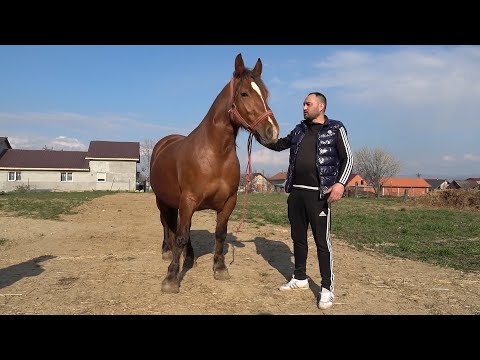 Caii lui Zoli de la Mediesu Aurit, Satu Mare -  2023 Nou!!!