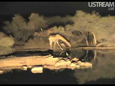 Lone Giraffe Has a Night Drink Pete's Pond  August 9, 2011