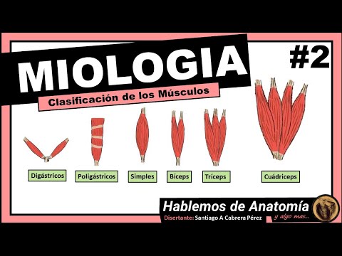 🔴👉 MIOLOGIA 🟩 CLASIFICACION DE LOS MUSCULOS 🟪Hablemos de Anatomía y Algo Mas...