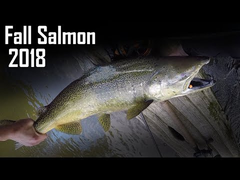 Float Fishing King Salmon in Michigan - Centerpin BOBBER DOWNS!