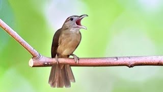 Download lagu KAPAS TEMBAK GACOR NGEBREN EMOSI | PANCINGAN KAPAS TEMBAK BAHAN CEPAT RESPON mp3 Download lagu KAPAS TEMBAK GACOR NGEBREN EMOSI | PANCINGAN KAPAS TEMBAK BAHAN CEPAT RESPON mp3