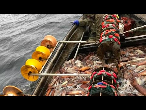 Modern automatic squid fishing technology - Easily harvest hundreds of tons of squid overnight