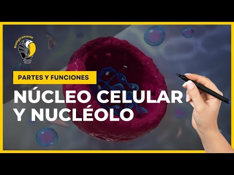 CELL NUCLEUS and NUCLEOLUS 😊 Parts and functions 👍