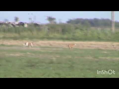TURRA y LUNA  en las varillas Córdoba 