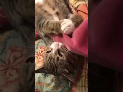 Cutest kitten nibbles on an arm - 1066491