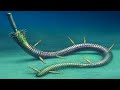 Prehistoric Parasitic Worms From Half a Billion Years Ago