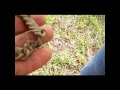 DAYTON DIGGERS VIRGINIA RELIC HUNT Wmv
