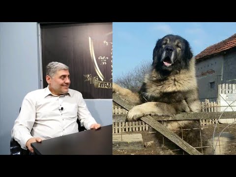 Miroljub Petrović - O Rasi Pasa Šarplaninac