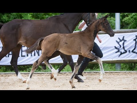 Nr. 14 Stutfohlen "Liebesluft" von Tempelhof - Tambour